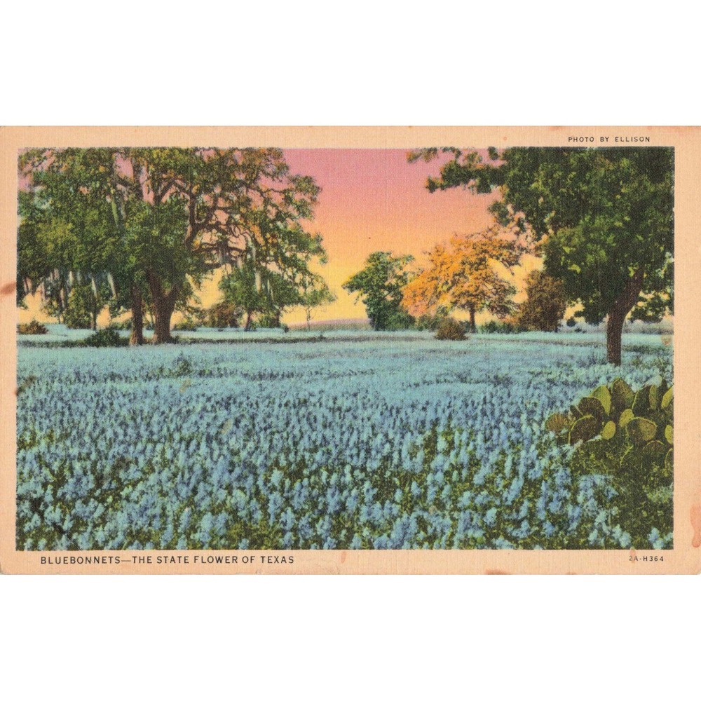 Vintage Bluebonnets Texas State Flower Linen Postcard 1940 San Angelo Whitsitt - Picture 1 of 2